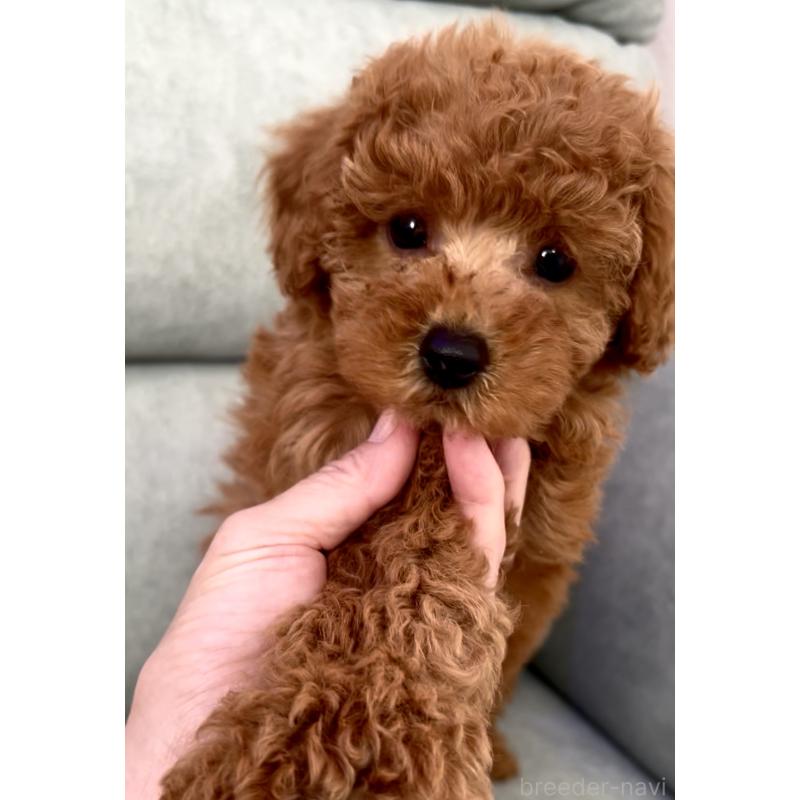 販売中の奈良県のタイニープードル-423411の4枚目