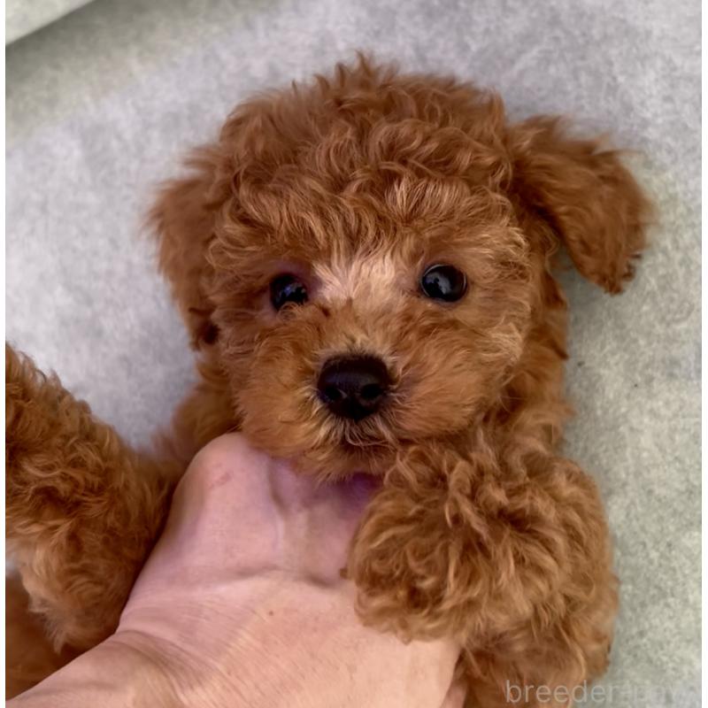 販売中の奈良県のタイニープードル-423411の3枚目