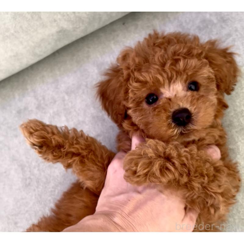 販売中の奈良県のタイニープードル-423411の2枚目