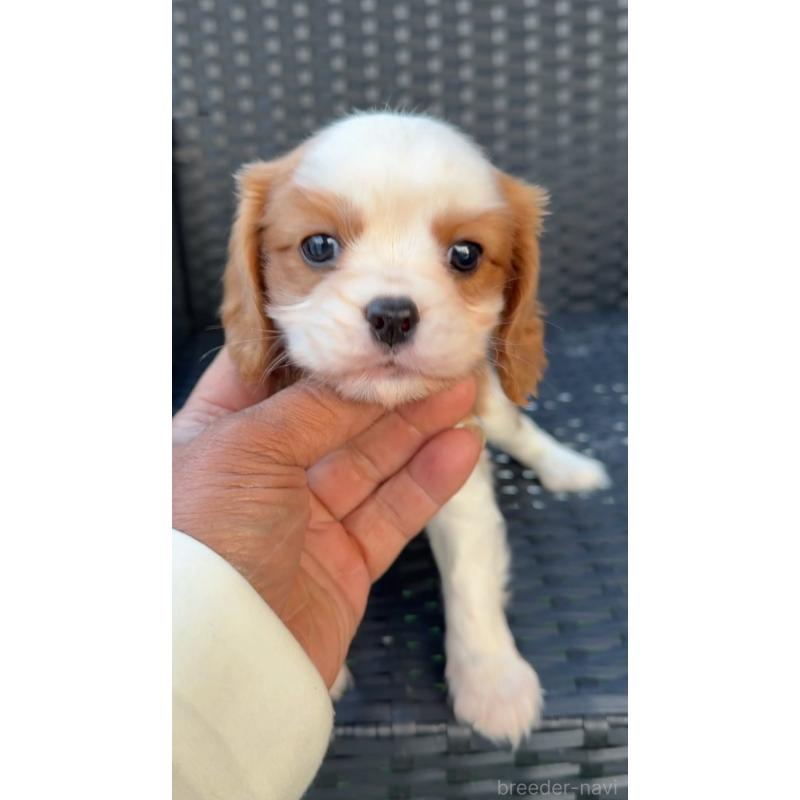 販売中の奈良県のキャバリアキングチャールズスパニエル-423412の3枚目