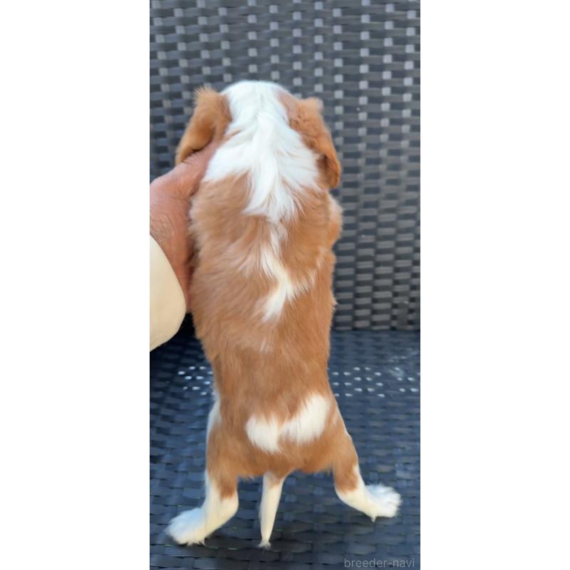 販売中の奈良県のキャバリアキングチャールズスパニエル-423412の2枚目