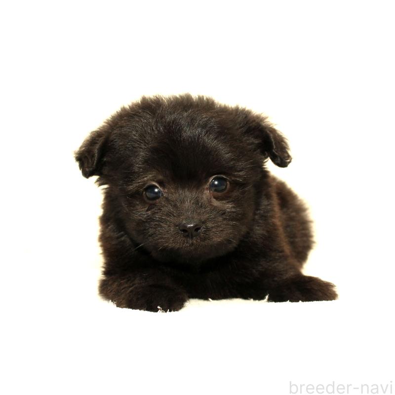 販売中の熊本県のポメマル:ポメラニアン×マルチーズ-423140