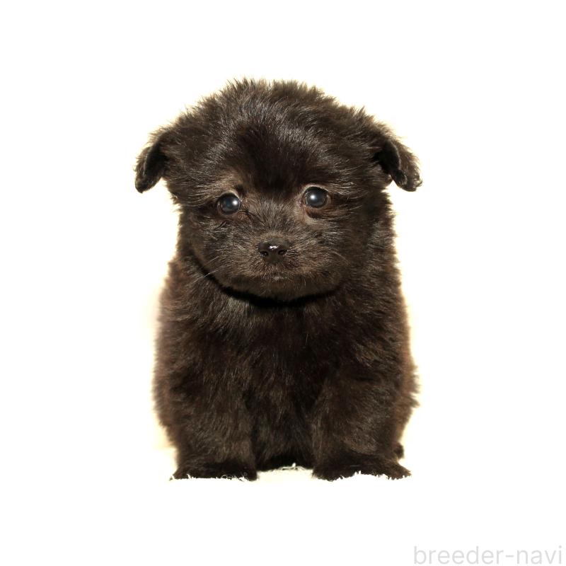 販売中の熊本県のポメマル:ポメラニアン×マルチーズ-423140の3枚目