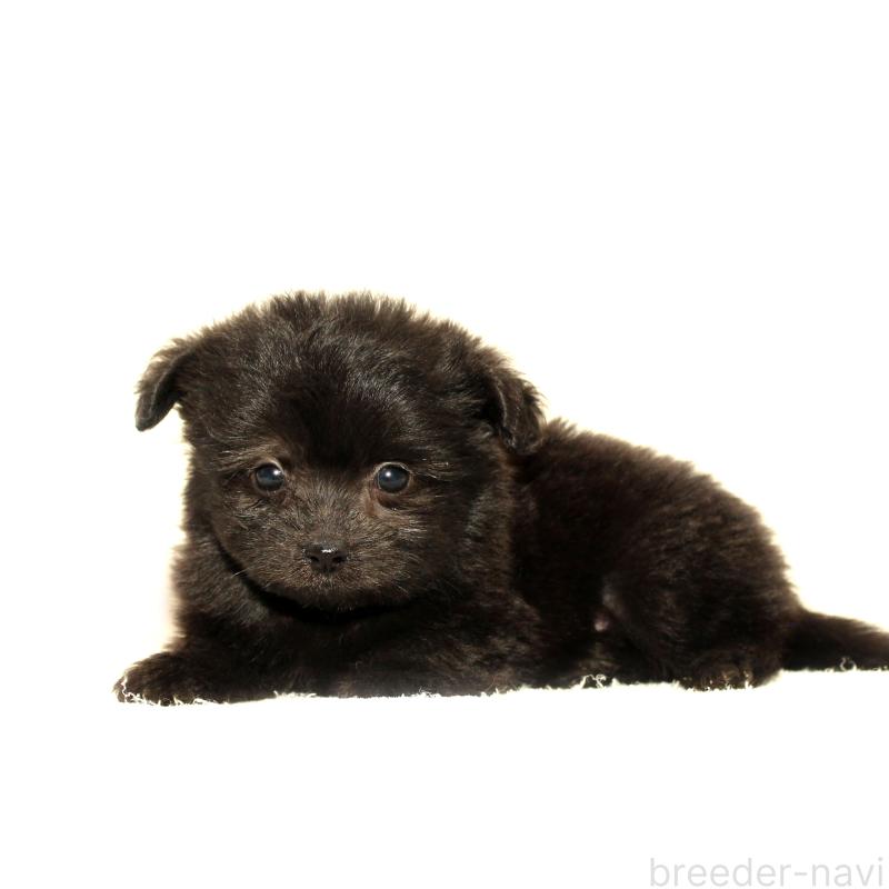 販売中の熊本県のポメマル:ポメラニアン×マルチーズ-423140の2枚目