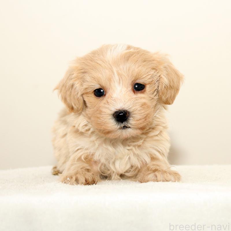 販売中の熊本県のマルプー:マルチーズ×トイプードル-423141