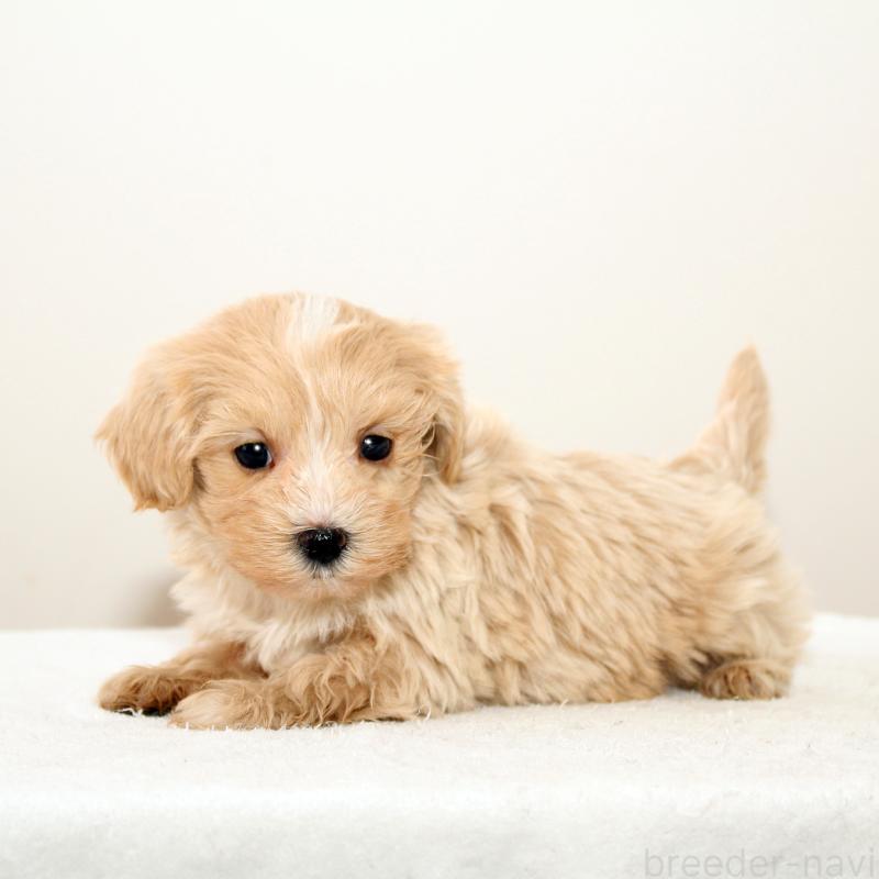 販売中の熊本県のマルプー:マルチーズ×トイプードル-423141の3枚目