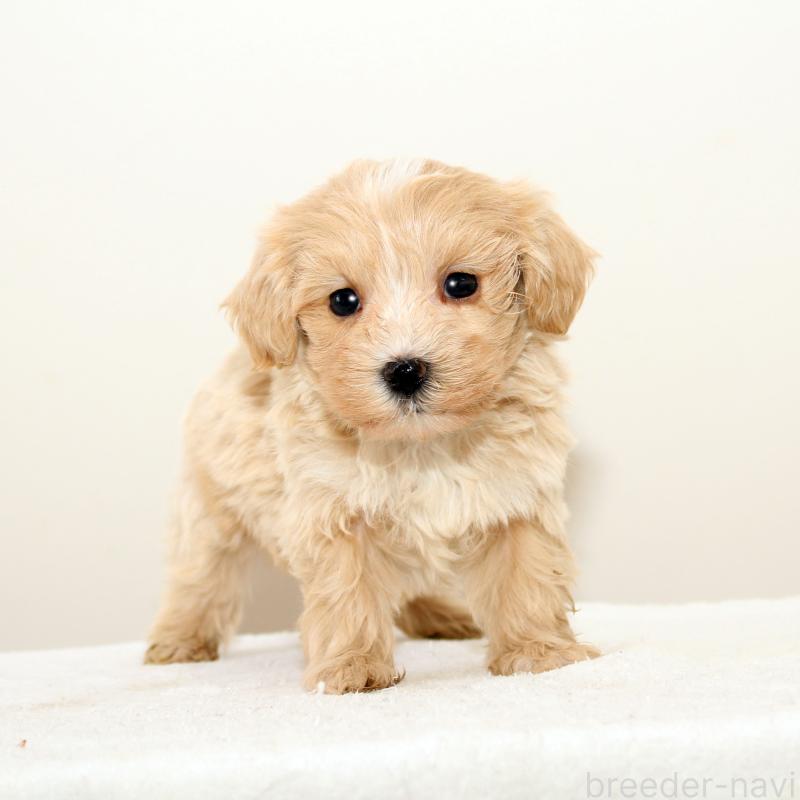 販売中の熊本県のマルプー:マルチーズ×トイプードル-423141の2枚目