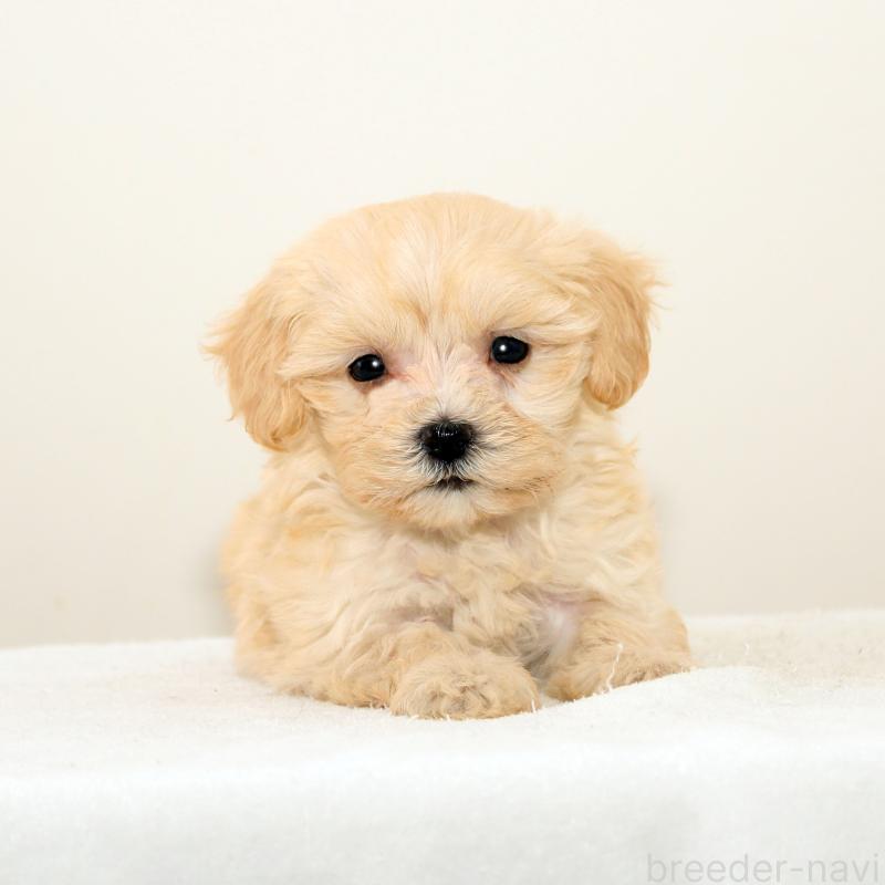 販売中の熊本県のマルプー:マルチーズ×トイプードル-423142