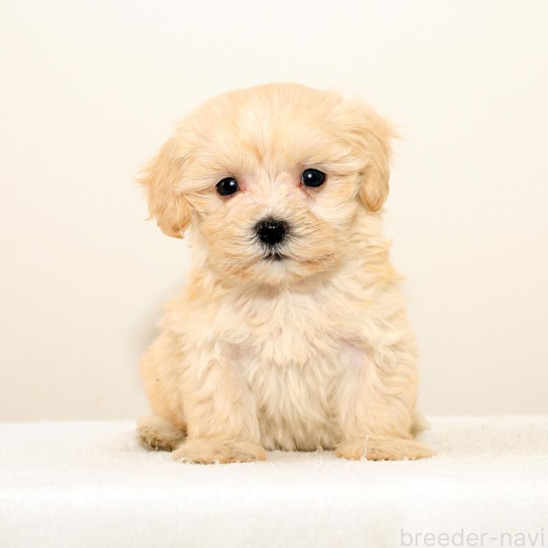 販売中の熊本県のマルプー:マルチーズ×トイプードル-423142の3枚目