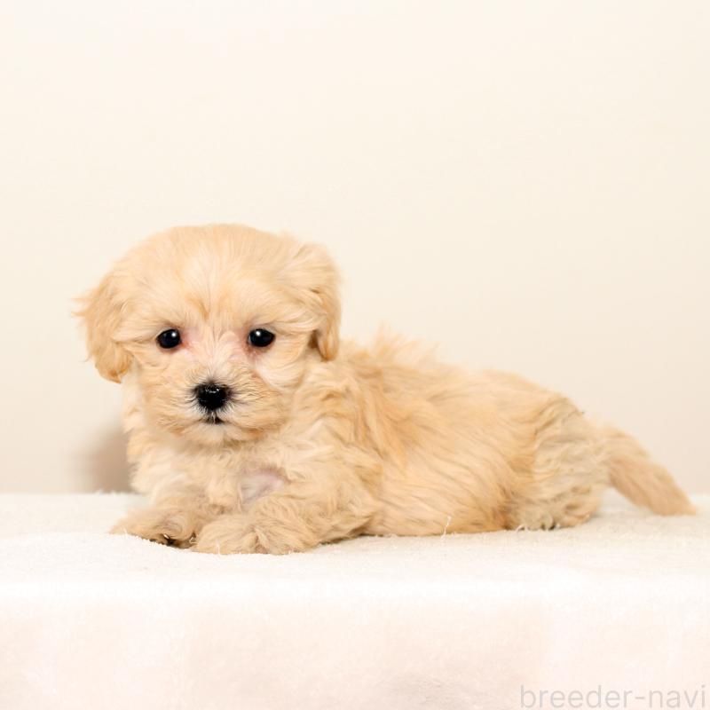 販売中の熊本県のマルプー:マルチーズ×トイプードル-423142の2枚目