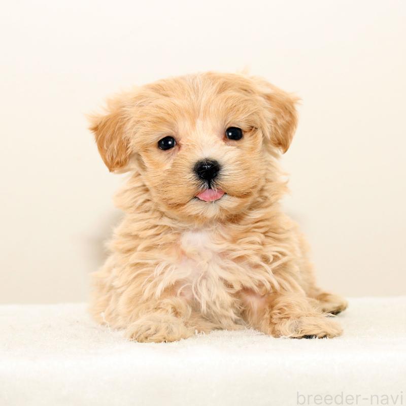 販売中の熊本県のマルプー:マルチーズ×トイプードル-423143の1枚目