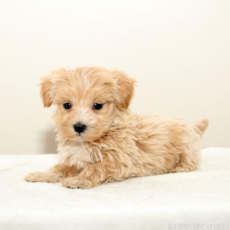 販売中の熊本県のマルプー:マルチーズ×トイプードル-423143の3枚目