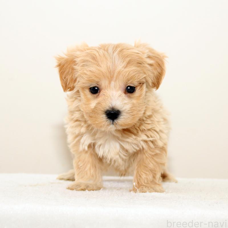 販売中の熊本県のマルプー:マルチーズ×トイプードル-423143の2枚目