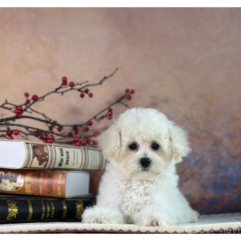 販売中の京都府のタイニープードル-413399の21枚目