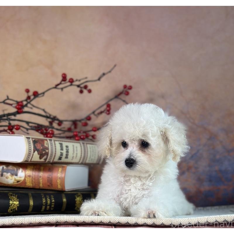 販売中の京都府のタイニープードル-413399の20枚目