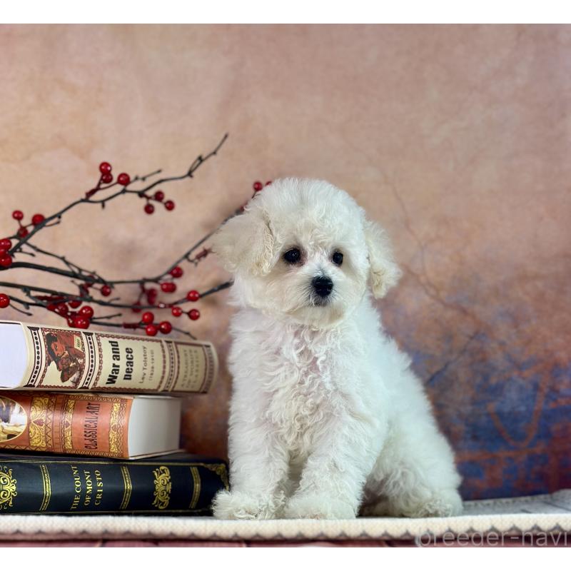 販売中の京都府のタイニープードル-413399の19枚目