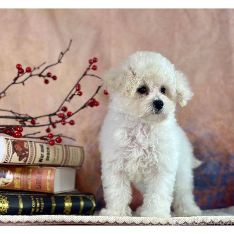 販売中の京都府のタイニープードル-413399の18枚目