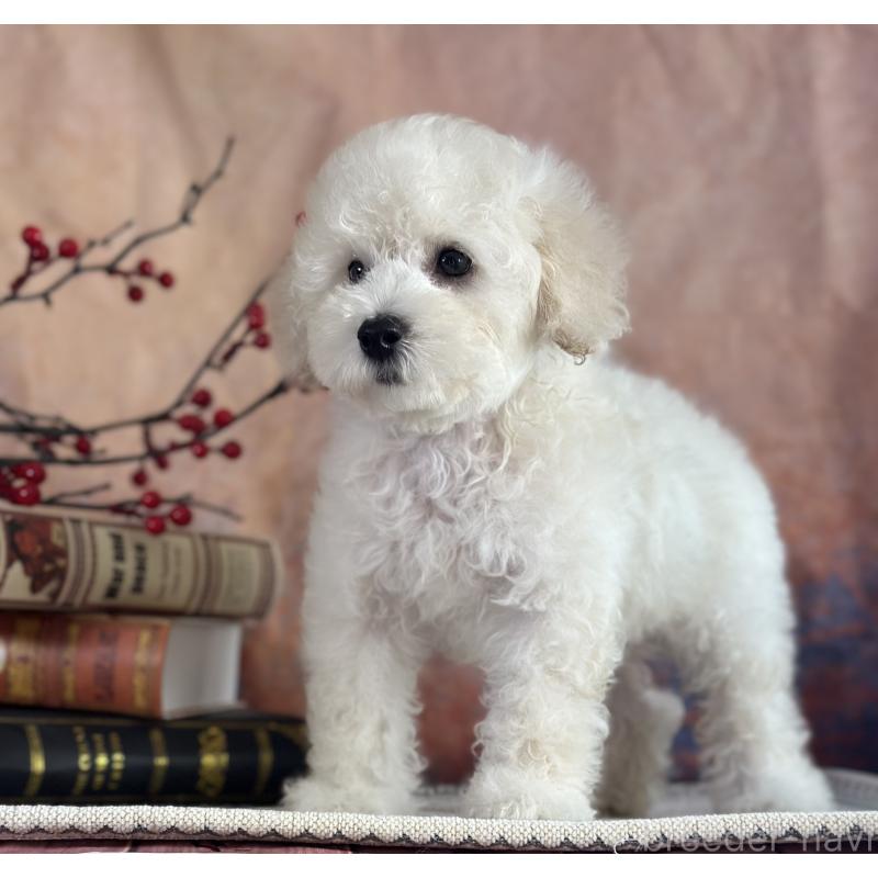 販売中の京都府のタイニープードル-413399の17枚目