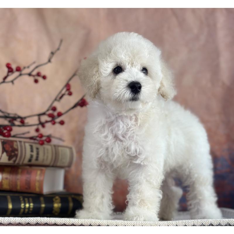 販売中の京都府のタイニープードル-413399の16枚目