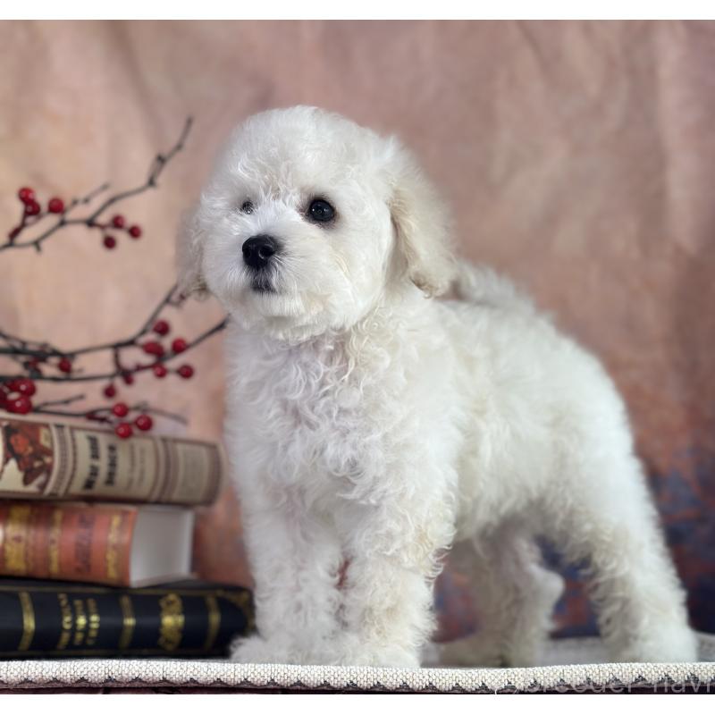 販売中の京都府のタイニープードル-413399の15枚目