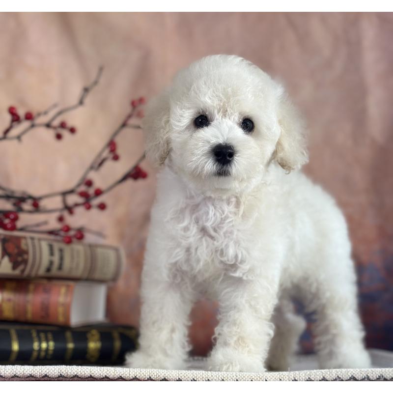 販売中の京都府のタイニープードル-413399の14枚目