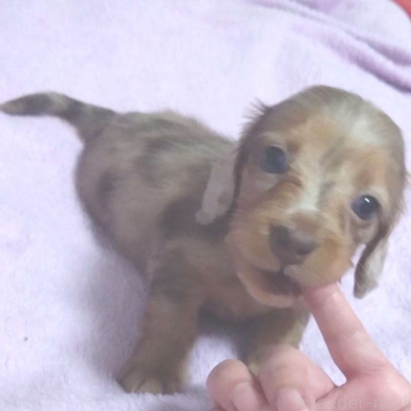 販売中の兵庫県のミニチュアダックスフンド(ロングヘアード)-423144