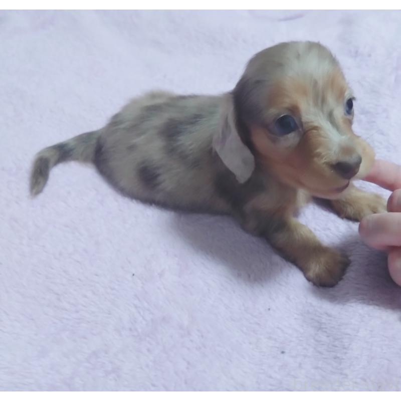 販売中の兵庫県のミニチュアダックスフンド(ロングヘアード)-423144の3枚目