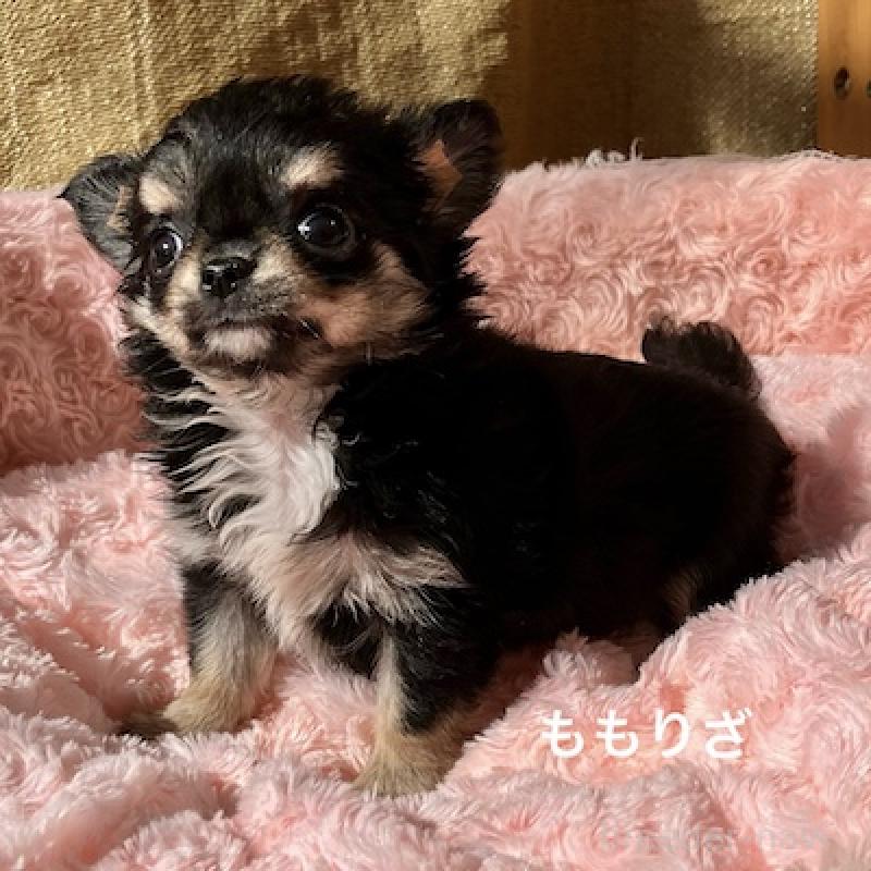 販売中の群馬県のチワワ(ロングコート)-423148の8枚目