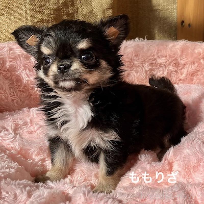 販売中の群馬県のチワワ(ロングコート)-423148の7枚目