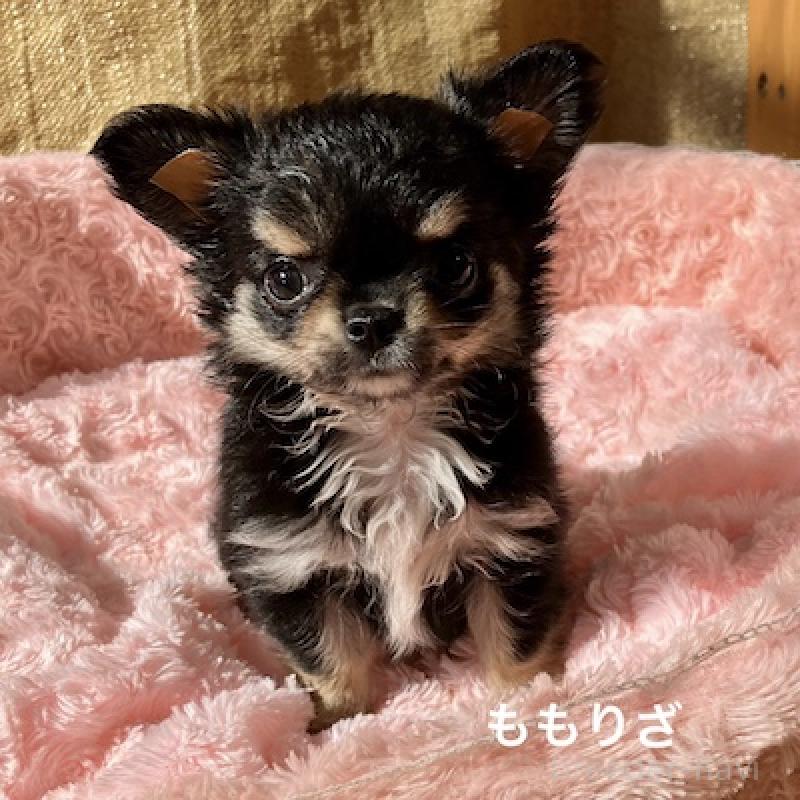 販売中の群馬県のチワワ(ロングコート)-423148の6枚目