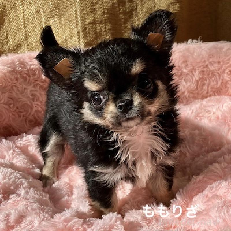 販売中の群馬県のチワワ(ロングコート)-423148の5枚目