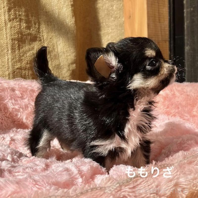 販売中の群馬県のチワワ(ロングコート)-423148の4枚目