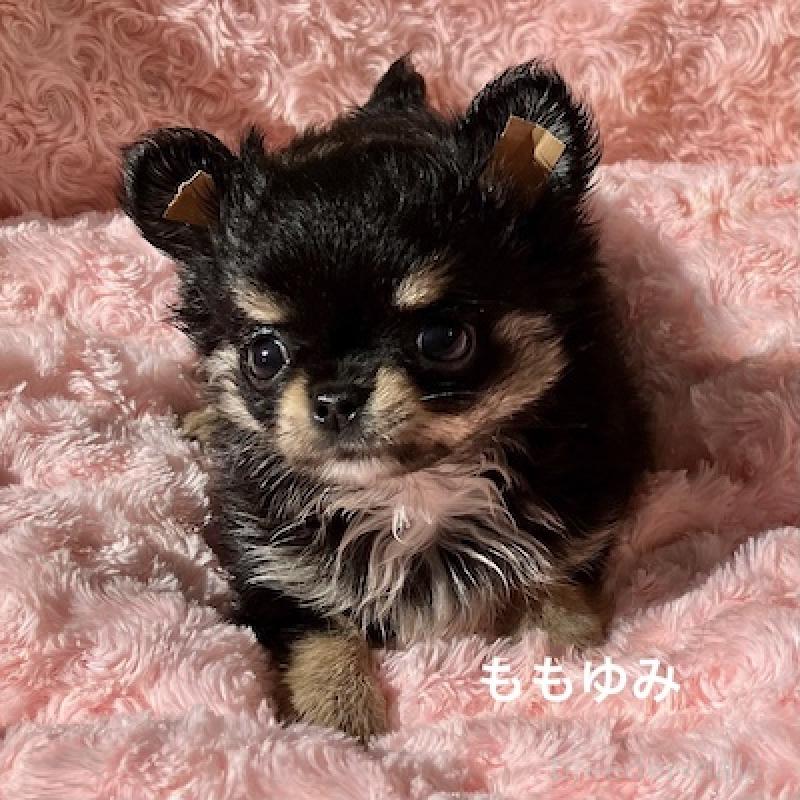 販売中の群馬県のチワワ(ロングコート)-423149の10枚目