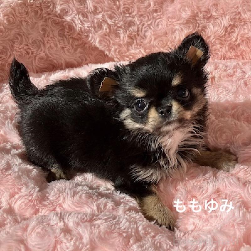 販売中の群馬県のチワワ(ロングコート)-423149の9枚目