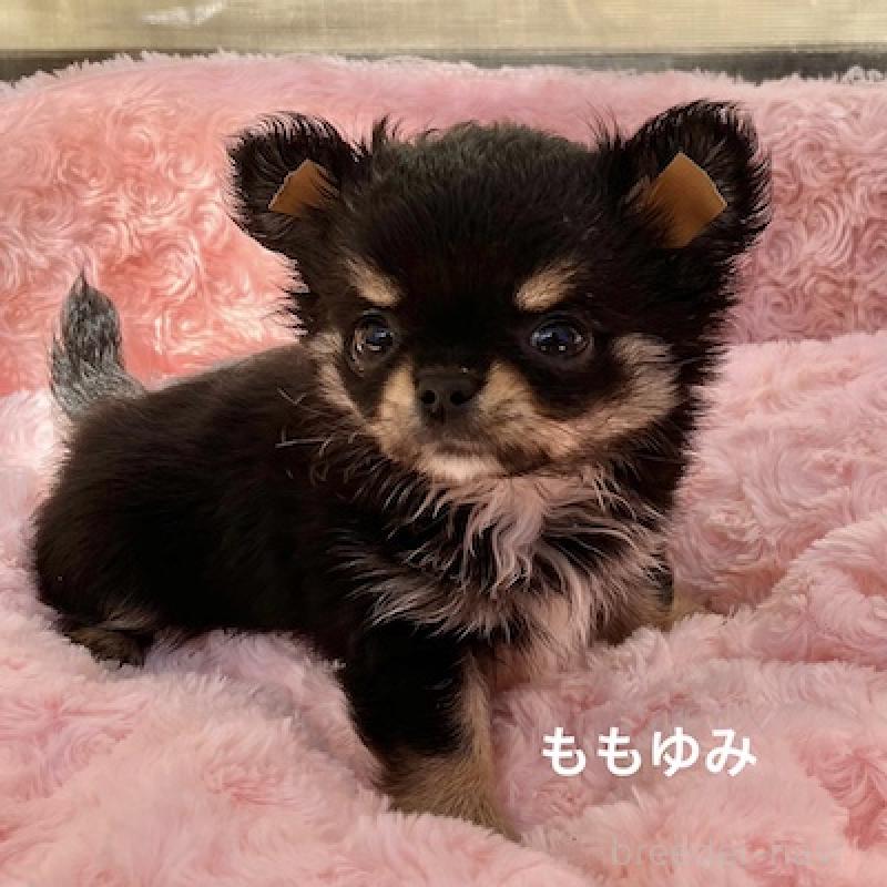 販売中の群馬県のチワワ(ロングコート)-423149の7枚目