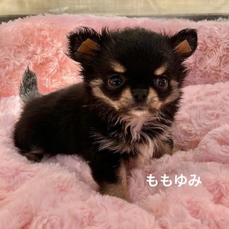 販売中の群馬県のチワワ(ロングコート)-423149の8枚目