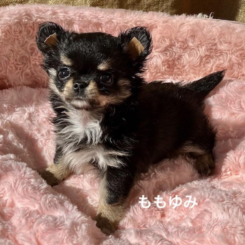 販売中の群馬県のチワワ(ロングコート)-423149の6枚目