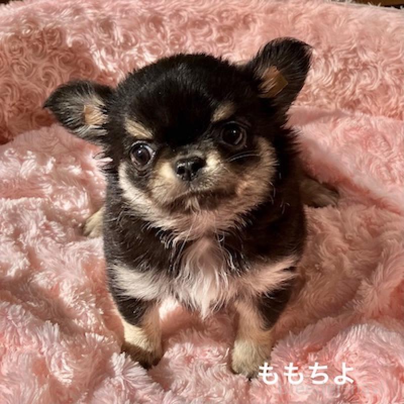 販売中の群馬県のチワワ(ロングコート)-423150