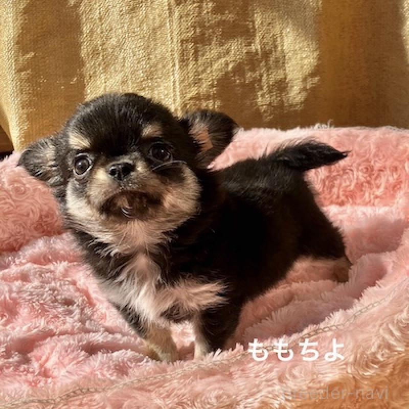 販売中の群馬県のチワワ(ロングコート)-423150の11枚目