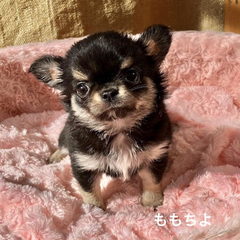 販売中の群馬県のチワワ(ロングコート)-423150の10枚目