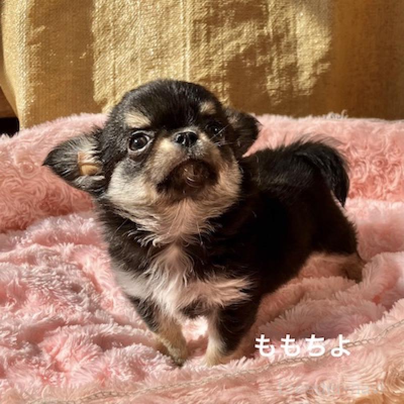 販売中の群馬県のチワワ(ロングコート)-423150の9枚目