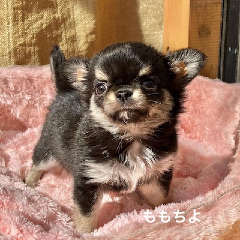 販売中の群馬県のチワワ(ロングコート)-423150の8枚目