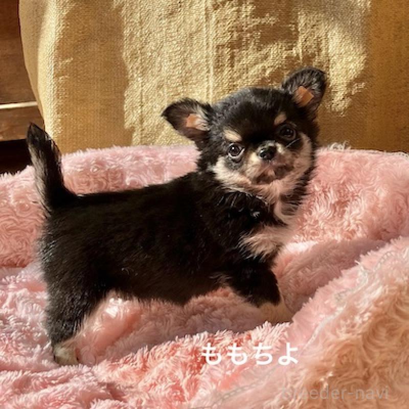 販売中の群馬県のチワワ(ロングコート)-423150の6枚目