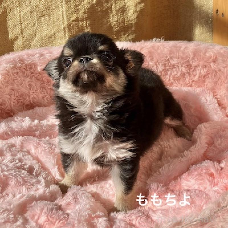 販売中の群馬県のチワワ(ロングコート)-423150の7枚目