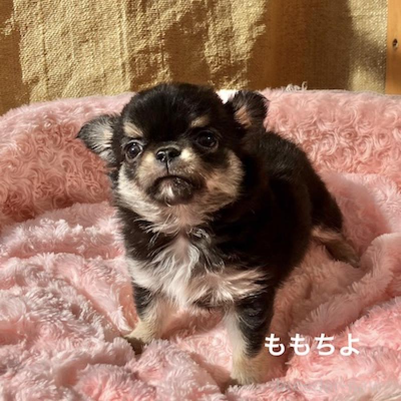 販売中の群馬県のチワワ(ロングコート)-423150の5枚目