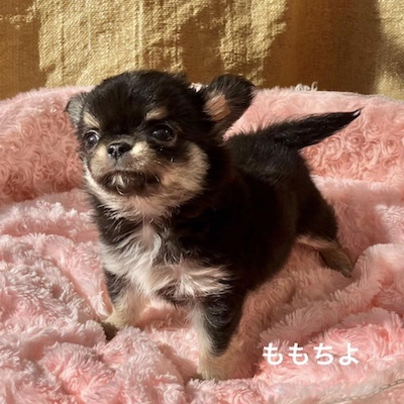 販売中の群馬県のチワワ(ロングコート)-423150の4枚目