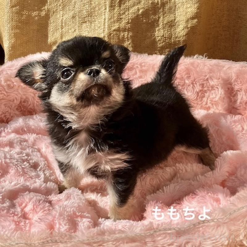 販売中の群馬県のチワワ(ロングコート)-423150の3枚目