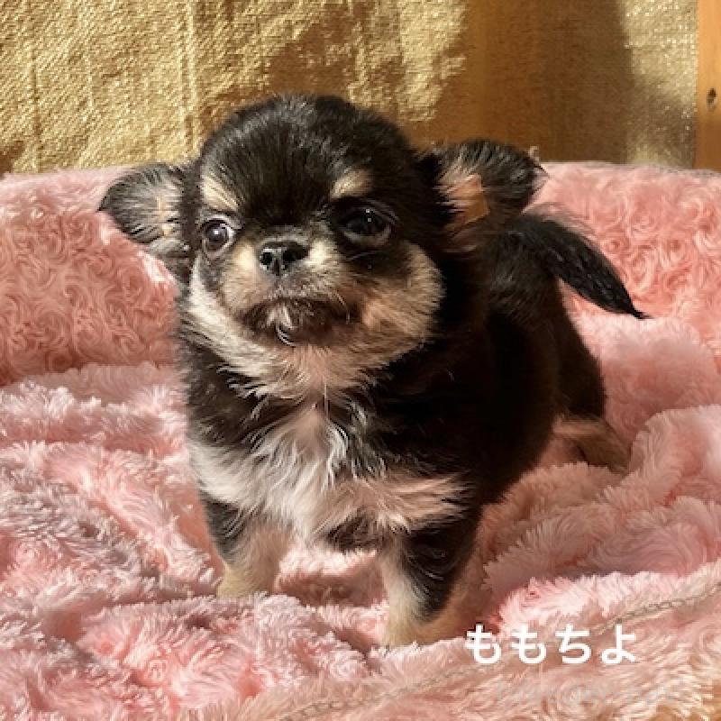 販売中の群馬県のチワワ(ロングコート)-423150の2枚目