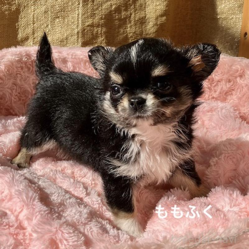 販売中の群馬県のチワワ(ロングコート)-423151