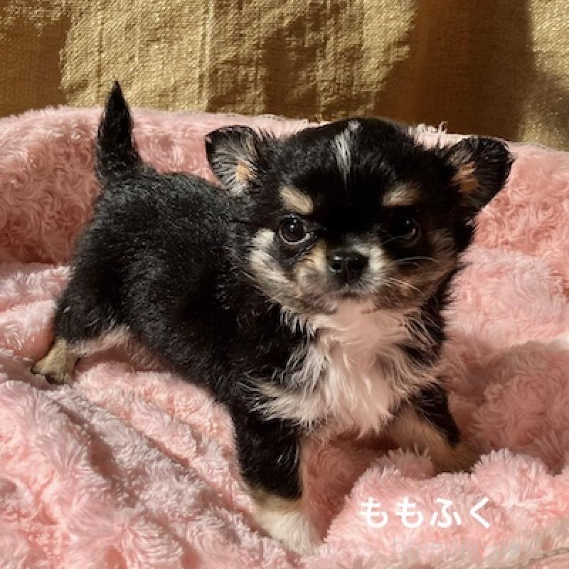 販売中の群馬県のチワワ(ロングコート)-423151の6枚目